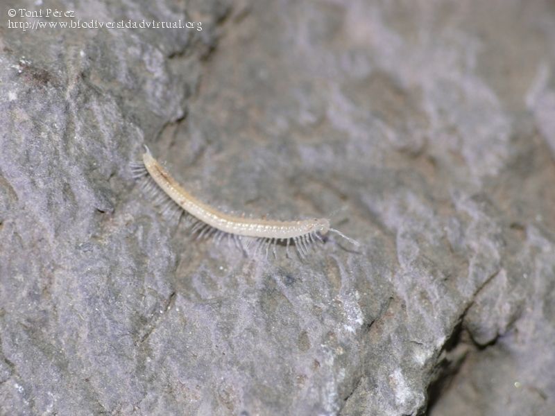 Представитель Семейства Origmatogonidae